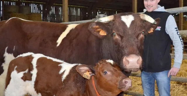 photo  opaline et son veau ultime, avec maxence patureau. la vache a remporté le 1er prix dans la catégorie femelles adultes.  &copy;  le maine libre 