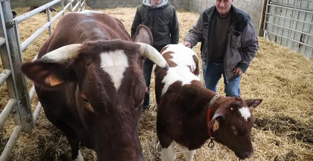 photo  pierre cherré et maxence patureau ont présenté la vache opaline au salon de l’agriculture. c’était la 19e fois que le septuagénaire y participait.  &copy;  ouest-france 