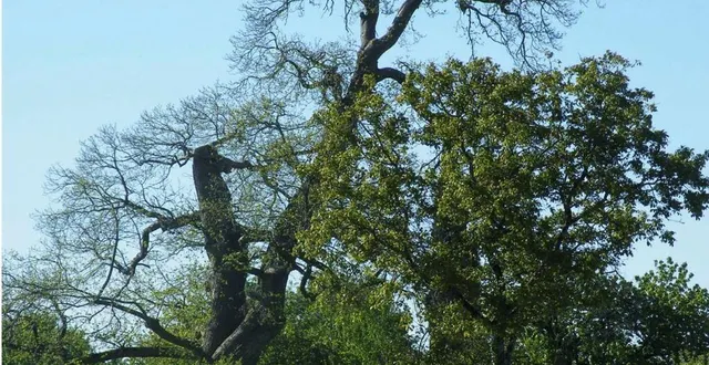 photo  la france ne compte que 800 cormiers.  &copy;  archives le maine libre 