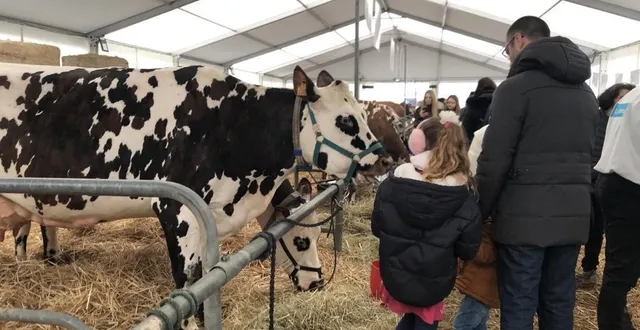 photo  elevées pour leur lait et leur viande, les vaches normandes sont les reines du festival. le trophée du jeune présentateur a lieu dimanche après-midi.  &copy;  archives ouest-france 