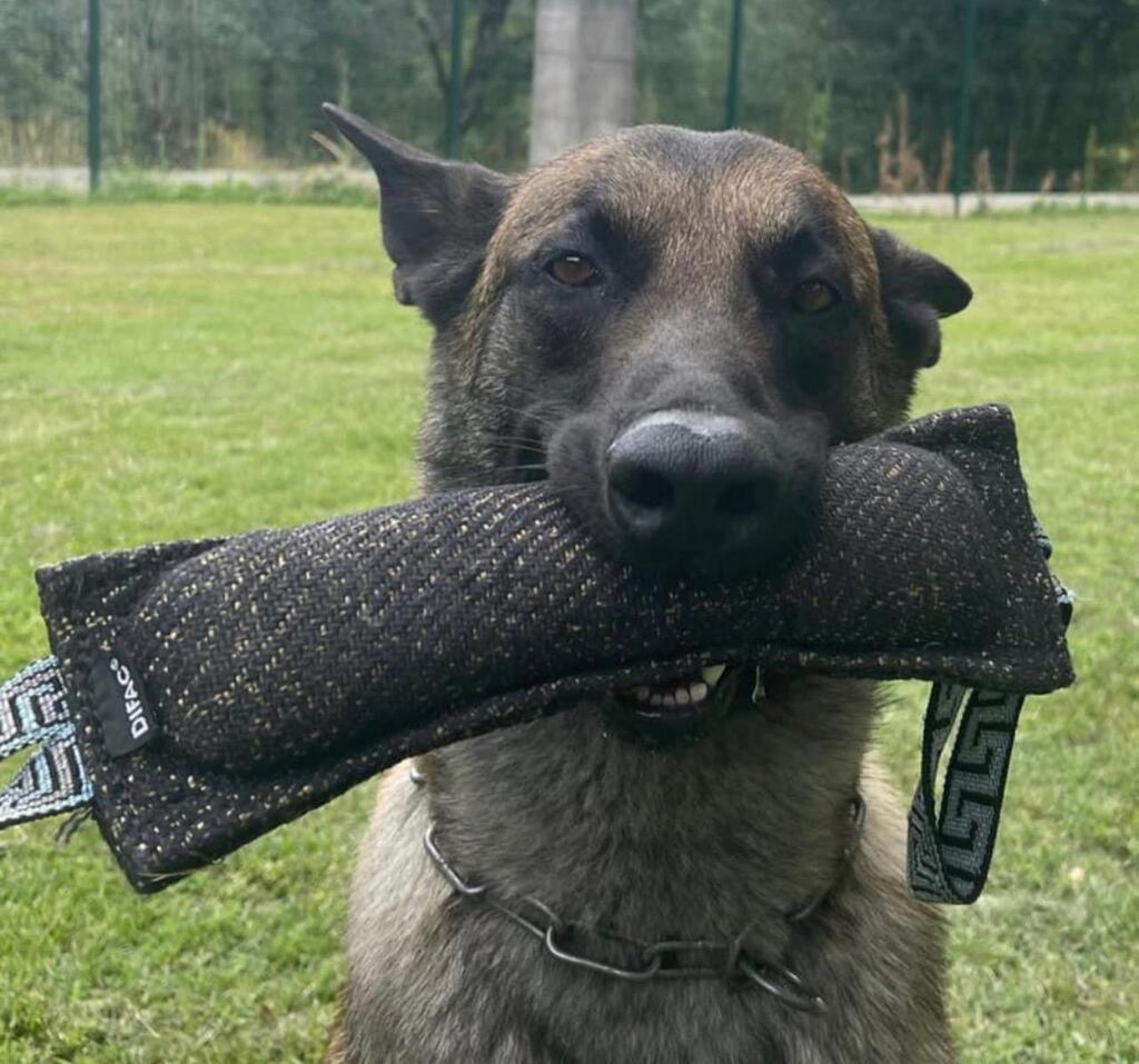 Et si vous adoptiez Raiko, chien de la gendarmerie ? - Pontivy.maville.com