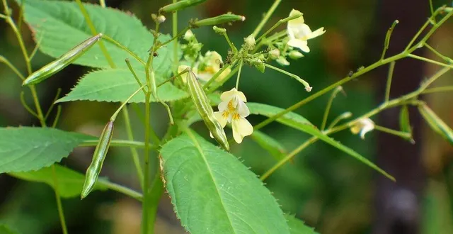 photo  l’impatiens parviflora fait partie des espèces présentées dans l’atlas.  &copy;  wikimédia commons 