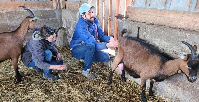photo  dans le cadre du printemps des rillettes, une visite de la chèvrerie des huppes est organisée.  &copy;  archives le maine libre 