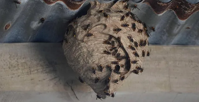 photo  il n’y a aucune obligation à détruire les nids de frelons asiatiques.  &copy;  archives le courrier de l’ouest josselin clair 