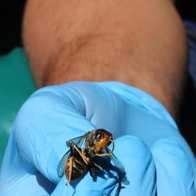 photo les frelons asiatiques peuvent tuer entre 50 et 100 abeilles par jour  ©  archives co