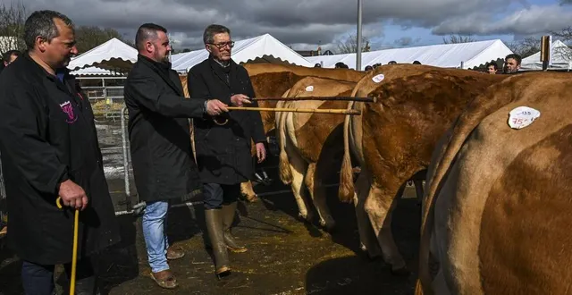 photo  les juges, l’œil sévère, le regard concentré, classent les bêtes par ordre de préférence.  &copy;  photo le maine libre – denis lambert 