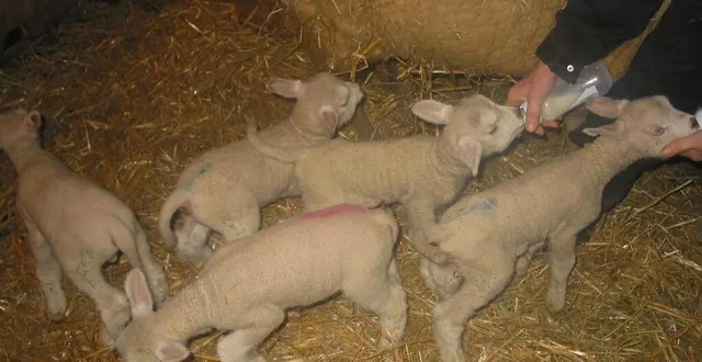 photo  tim, tom, tam, thé et thase, les cinq agneaux d’une semaine, sont en pleine forme.  &copy;  ouest-france 