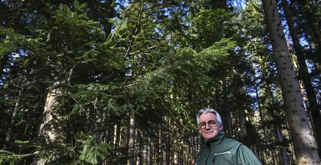 photo  les peuplements de sapins sont voués à disparaître en forêt de perseigne. hervé daviau, responsable de l’onf sarthe-mayenne, explique pourquoi.   &copy;  photo le maine libre – denis lambert 