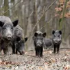 photo  dans le maine-et-loire, les sangliers sont à la source d’un conflit de voisinage entre des agriculteurs et un couple voisin, qui a pris la tête d’un sanctuaire pour animaux. 
