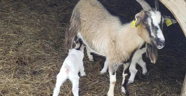 photo  rendez-vous au parc pour s’attendrir devant les chevreaux tout juste nés.  &copy;  parc de la petite couère 