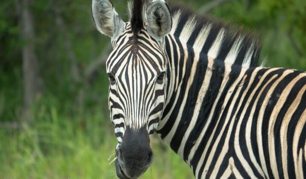 Les rayures du z bre sont elles blanches sur fond noir ou noires