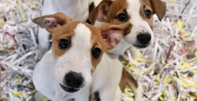 photo  le salon du chiot aura lieu à alençon les 20 et 21 avril.  &copy;  archives ouest-france 