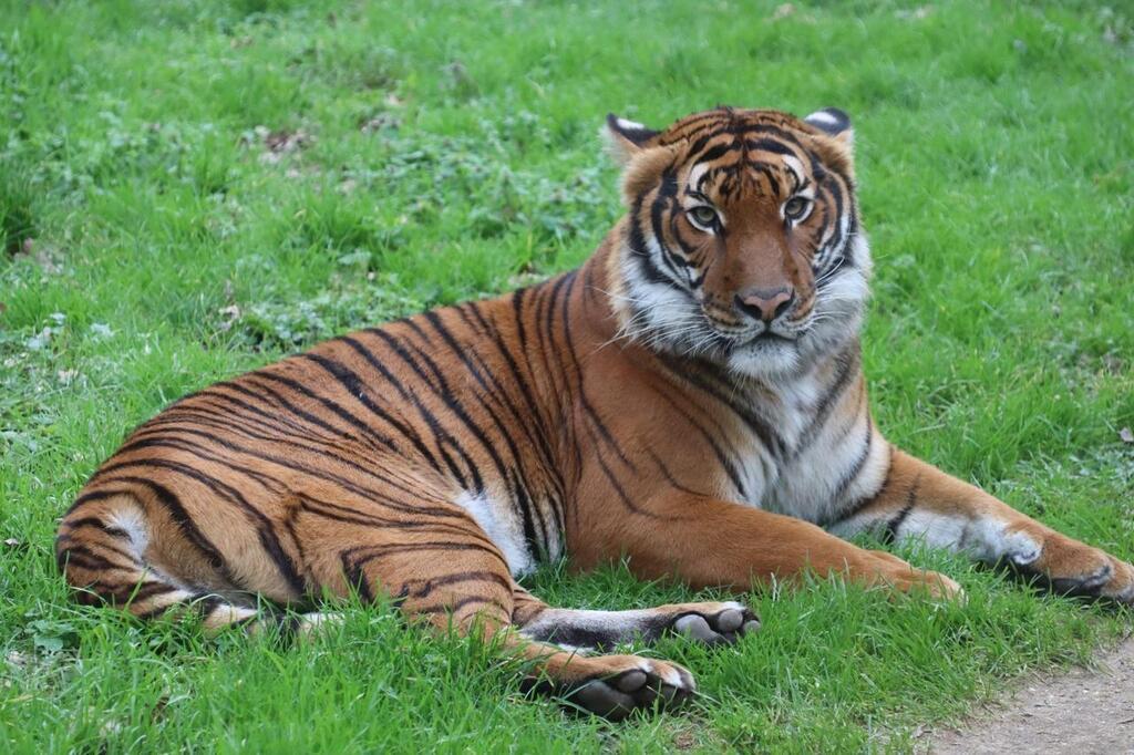 En Vendée, le Zoo de Mervent lance les parrainages pour ses animaux ...