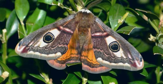 photo  à l’occasion du lancement de l’atlas de la biodiversité des sources de l’orne, le parc normandie - maine organise une soirée à destination des habitants, ce sera l’occasion de découvrir les papillons nocturnes locaux.  &copy;  christina bot 