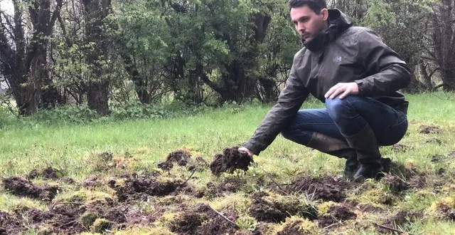 photo  chez anne, mickaël patault, technicien à la fédération, est venu constater les dégâts. depuis une dizaine d’années, les sangliers ont pris l’habitude de retourner le terrain.  &copy;  le maine libre 