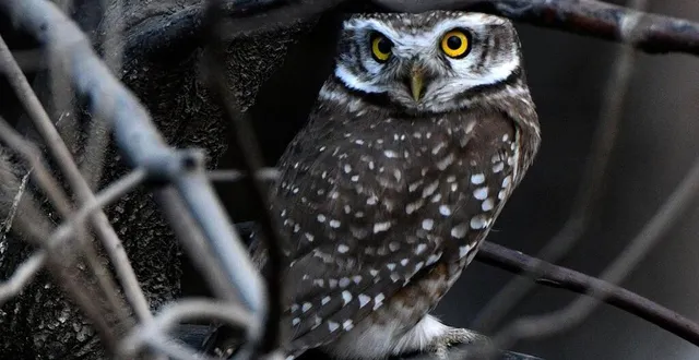 photo  nuit de la chouette puis sortie ornithologique : ces vendredi 5 et samedi 6 avril 2024, le cpie propose deux sorties à la découverte des oiseaux.  &copy;  afp / prakash mathema 