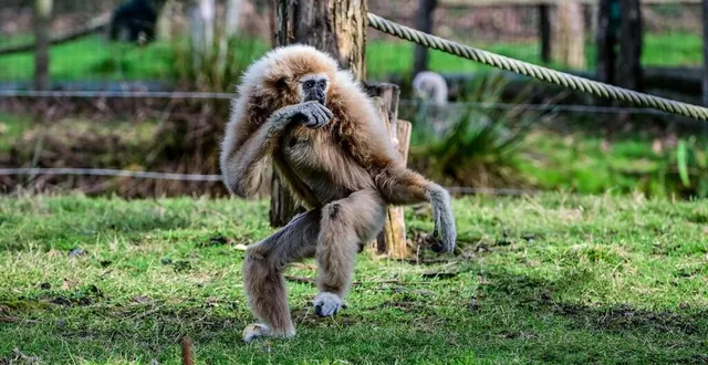 photo  les animaux sont à découvrir tous les jours à partir de ce week-end.  &copy;  photo le maine libre – yvon loué 