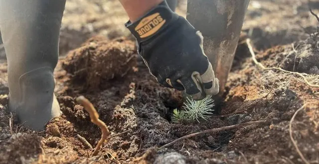photo  plusieurs essences vont être replantées sur 70 hectares à mulsanne, ruaudin et teloché (sarthe) après les incendies ravageurs de 2022.  &copy;  ouest-france 