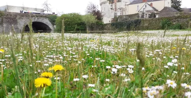 photo  avec le printemps, les pâquerettes tapissent les douves du château. cette variété de plantes dans les pelouses est désormais retrouvée. pour favoriser la biodiversité, la ville choisit d’entretenir les espaces naturellement, de manière raisonnée.  &copy;  ouest-france 