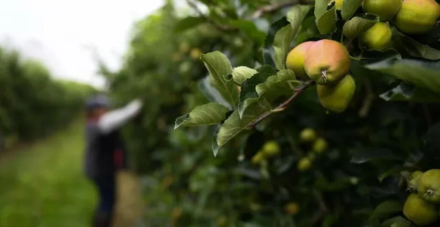 photo  l’éclaircissage se fait habituellement fin mai ou début juin, en fonction des conditions météorologiques.  &copy;  archive le courrier de l’ouest josselin clair 