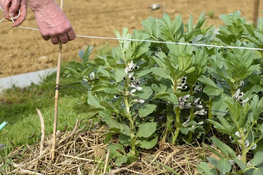 Tailler le romarin, planter le thym… Voici ce qu’il faut faire en avril
