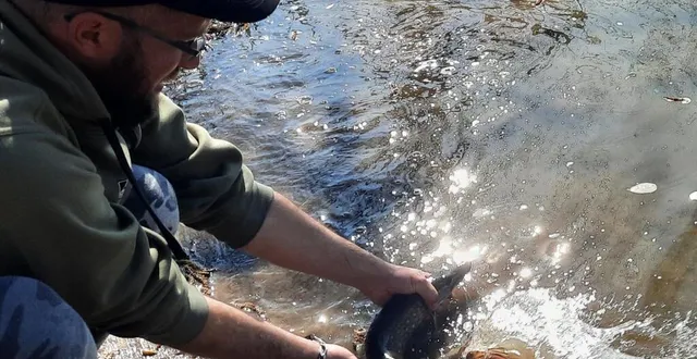 photo  ce vigoureux brochet retrouve sa liberté dans le loir.  &copy;  ouest-france 