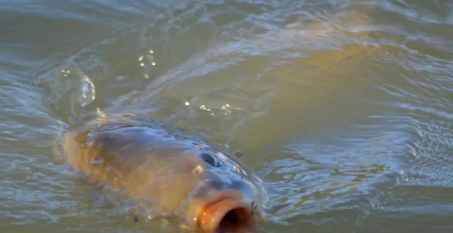 photo  la pêche nocturne au plan d’eau de saint-rémy-des-monts a connu un véritable succès.  &copy;  maine libre 