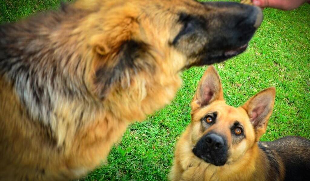 Les Chiens Peuvent-ils être Jaloux ? - Cannes.maville.com