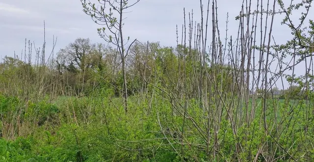 photo  avant que la haie ne retrouve son aspect d’origine, il faudra plusieurs années.  &copy;  ouest-france 