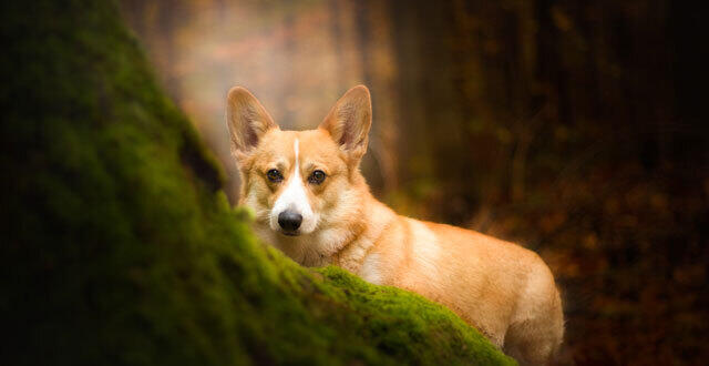 photo débat : tenir son chien en laisse en forêt à partir du 15 avril. pour ou contre ? 