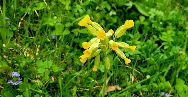 photo  ce festival de printemps sera dédié à l’évolution de la faune et la flore, dans le perche.  &copy;  ouest-france 