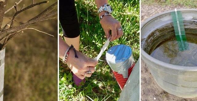 Biodiversité. Pourquoi Votre Jardin Est Un Terrain Miné Pour Les Petits 