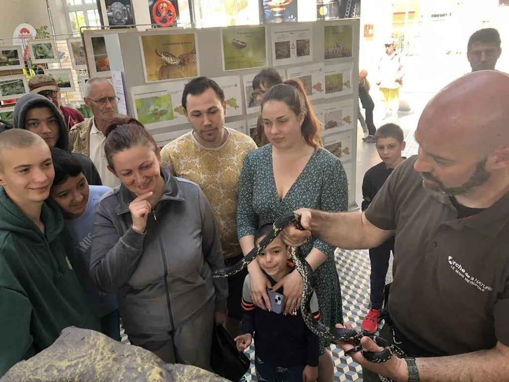 Comment différencier une vipère d’une couleuvre ? Le