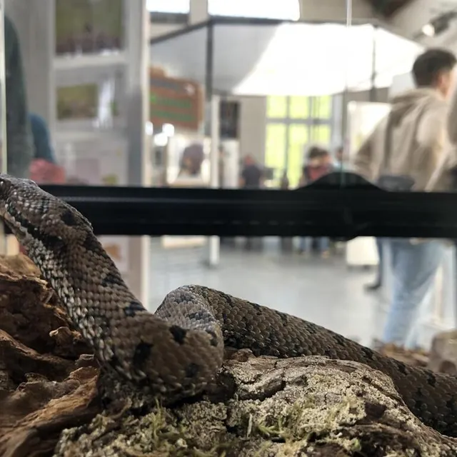 photo la vipère aspic a des pupilles verticales et des petites écailles sur sa tête.  ©  le maine libre