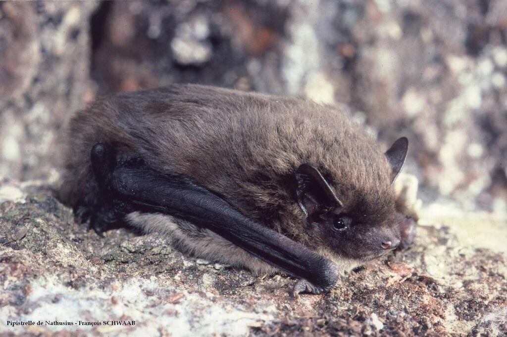 Les chauves-souris qui traverseront le parc éolien en baie de Saint ...