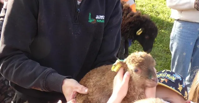 photo  avant de mettre l’agneau dans la zone d’écopâturage, les enfants ont voulu le caresser.  &copy;  le maine libre 