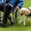 photo les chiens d’assistance élevés en famille d’accueil intègrent ensuite un des quatre centres de formation de l’association handi’chiens. avant de rejoindre le foyer d’un bénéficiaire.