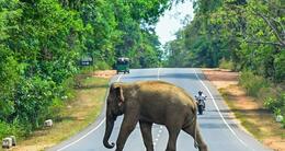 Info insolite  un éléphant sauvage traverse une route à habarana, au sri lanka, le 13 avril 2024. photo d’illustration. 