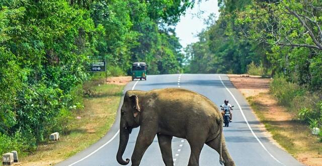 photo  un éléphant sauvage traverse une route à habarana, au sri lanka, le 13 avril 2024. photo d’illustration. 