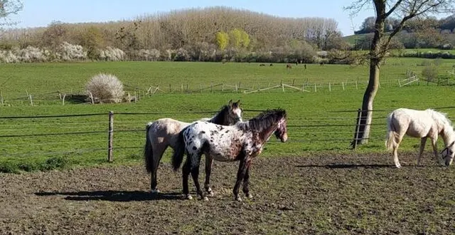 photo  le thème médiéval met les chevaux à l’honneur.  &copy;  ouest-france 