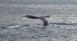 Info insolite  une baleine à bosse et plus d’une centaine de dauphins-pilotes ont été observés ensemble au large de capbreton (landes), vendredi 12 avril 2024. photo d’illustration. 