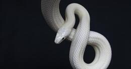 Info insolite  un serpent albinos. photo d'illustration. 