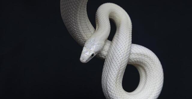 photo  un serpent albinos. photo d'illustration. 