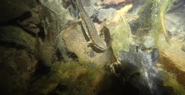photo  un triton pris de nuit, lors d’un inventaire des mares. les amphibiens sont particulièrement fragilisés lors de leurs migrations saisonnières, surtout en fin d’hiver et au début de l’automne, du fait de la fragmentation de leurs milieux de vie naturels (routes, zones commerciales, habitations).  &copy;  cpie des collines normandes 
