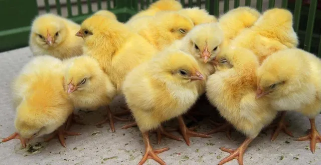 photo  5 200 poussins ont péri dans un feu de poulailler à rouillon, près du mans (sarthe). photo d’illustration  &copy;  archives ouest-france 