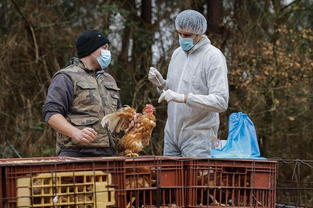 Transmission de la grippe aviaire H5N1 : quatre questions sur ce virus ...