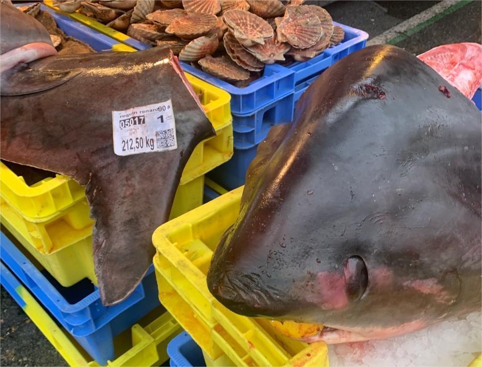 Un requin-renard, espèce protégée, vendu sur un marché à Angers : est ...