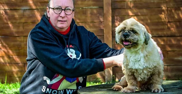 photo  neuville-sur-sarthe, 23 avril 2024. hercule est à adopter à la ldas 72 (ligue de défense des animaux de la sarthe).  &copy;  photo le maine libre – yvon loue 