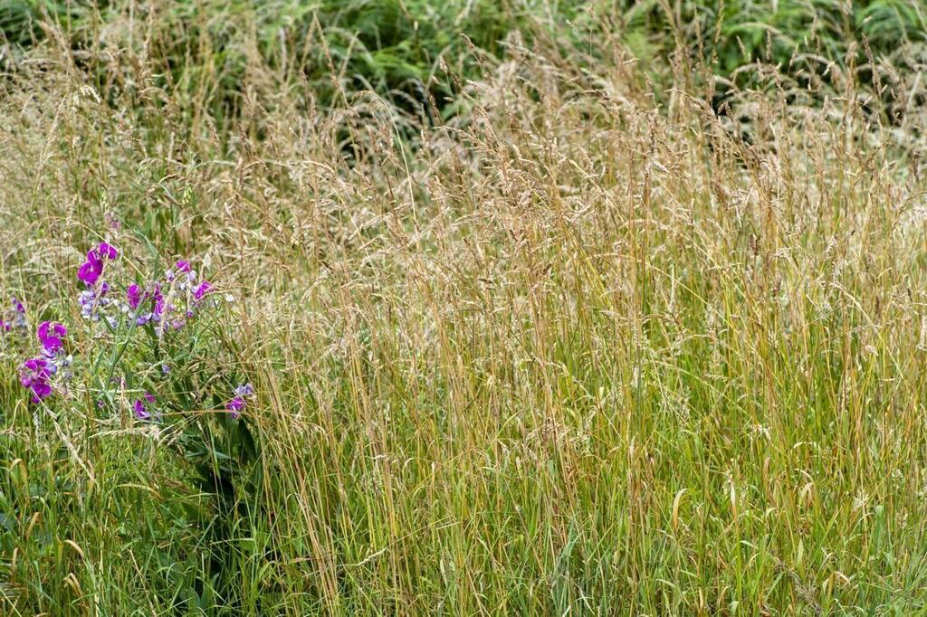 ENTRETIEN. Orge, blé, herbes, roseaux... Les graminées, ces plantes ...