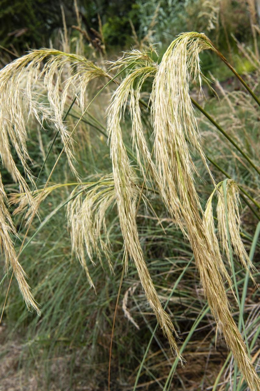 ENTRETIEN. Orge, blé, herbes, roseaux... Les graminées, ces plantes ...